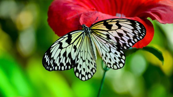 Butterfly Screensavers and Wallpapers (53+ images)