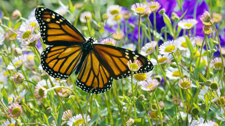 butterfly daisy monarch 1920x1080 wallpaper High Quality Wallpapers 