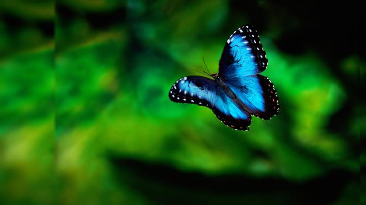 Butterfly wallpaper | 1920x1080 | #40492