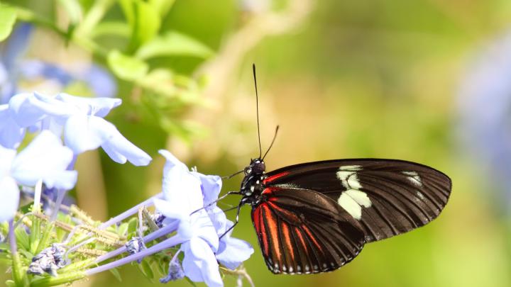 butterfly 1920x1080 wallpaper High Quality Wallpapers,High Definition 