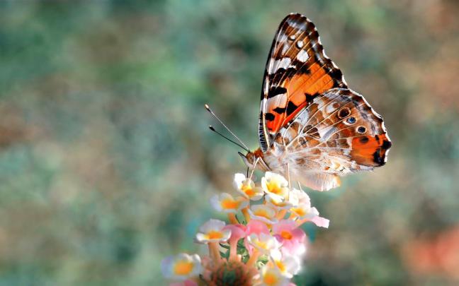 Butterfly wallpaper \u00b7\u2460 Download free beautiful full HD wallpapers for 