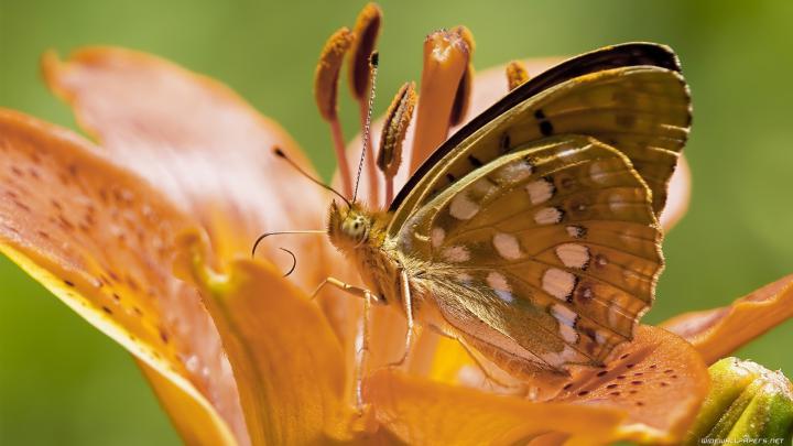 butterfly insects 1920x1080 wallpaper High Quality Wallpapers,High 
