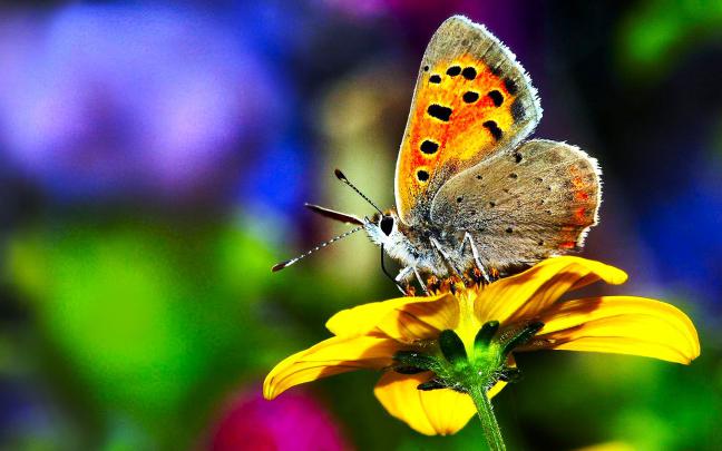Butterfly wallpaper \u00b7\u2460 Download free beautiful full HD wallpapers for 