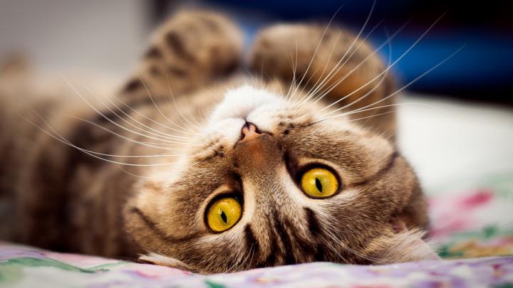 High Definition Cat Wallpaper -