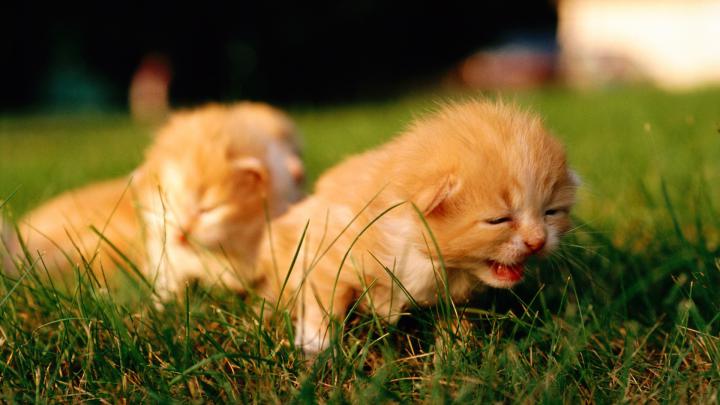 Cat HD Wallpapers 1080p (64+ images)