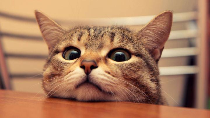 Peeking Cat Wallpapers - Top Free Peeking Cat Backgrounds - WallpaperAccess