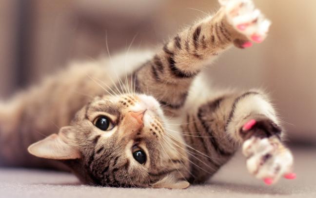 [47+] Cat HD Wallpapers 1080p 