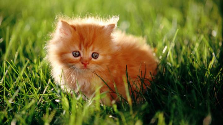 Cat HD Wallpapers 1080p -