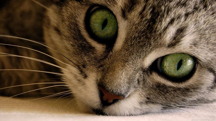 [40+] HD Cat Wallpapers 1920x1080 