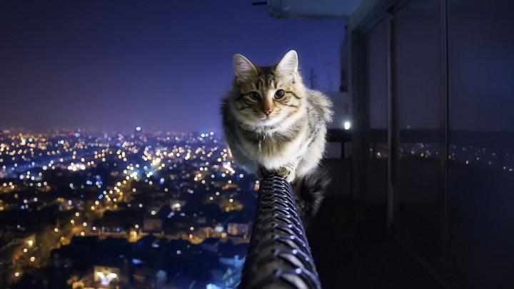 Cat Wallpapers HD 1920x1080 (89+ images)