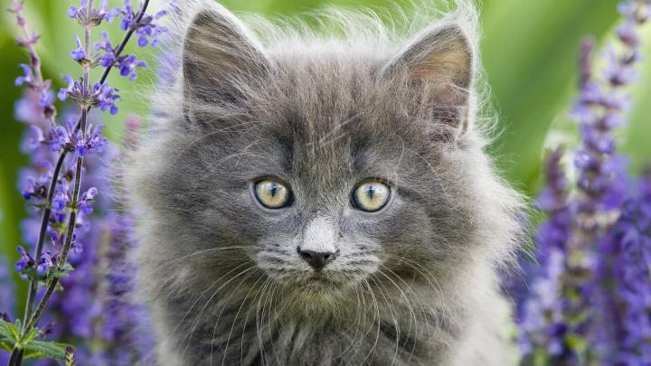 Cat HD Wallpapers 1080p (64+ images)