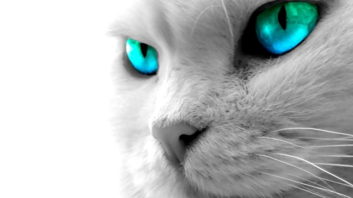 [40+] HD Cat Wallpapers 1920x1080 