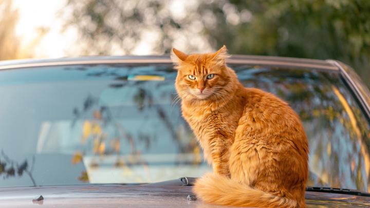 Cat HD Wallpaper | Background Image | 1920x1080 | 1026017 