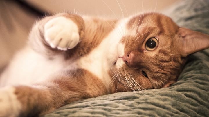 High Definition Cat Wallpaper (62+ images)