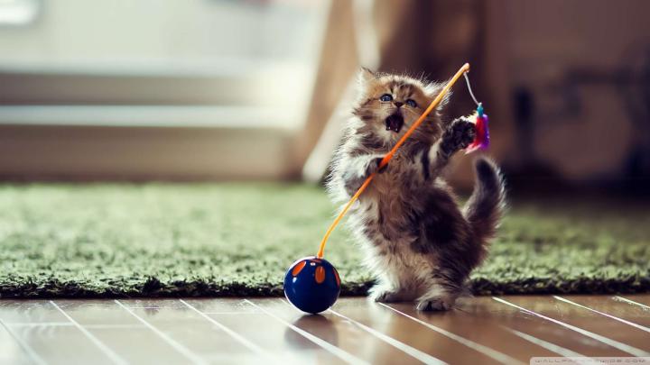 [47+] Cat HD Wallpapers 1080p 