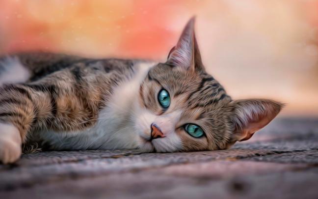 Tabby Cat Wallpapers - Top Free Tabby Cat Backgrounds - WallpaperAccess