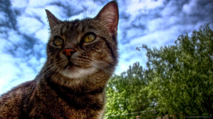 1920x1080 Cat Wallpaper (79+ images)