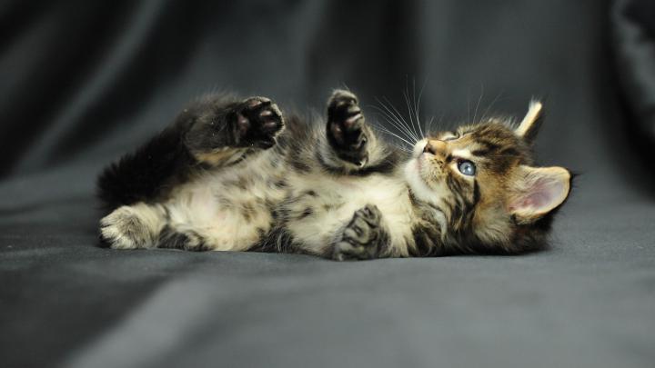 [47+] Cat HD Wallpapers 1080p 