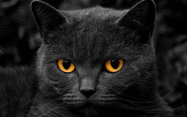 Cat HD Wallpapers 1080p (64+ images)