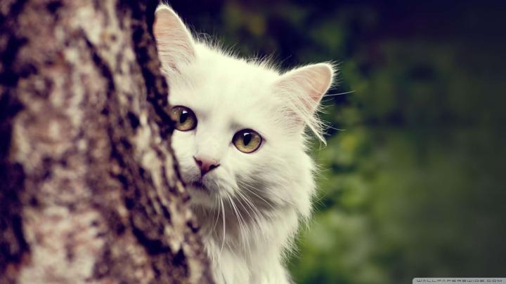 Cat HD Wallpapers 1080p -