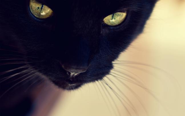 Cool Cat Wallpapers (71+ images)