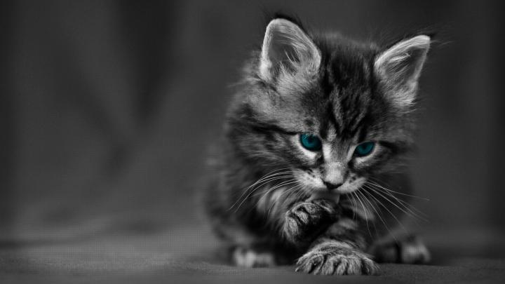 Free download Cute Black Cat HD Desktop Wallpaper HD Desktop Wallpaper 