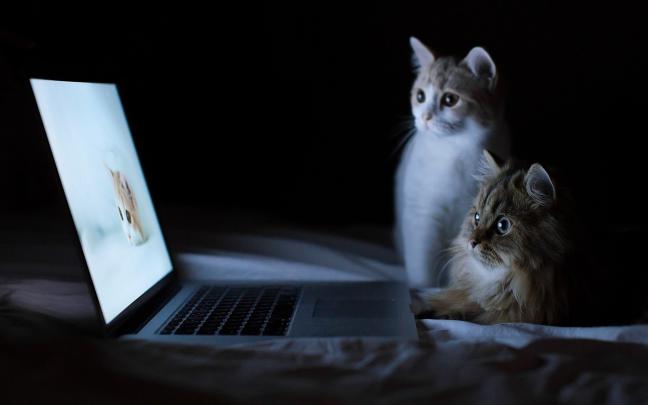 Free download Cat Funny Full HD Wallpapers Download Desktop Wallpaper 