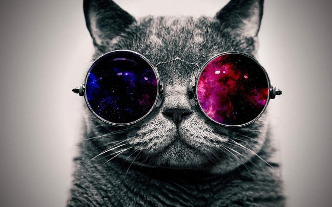 Cool Cat HD Wallpaper -