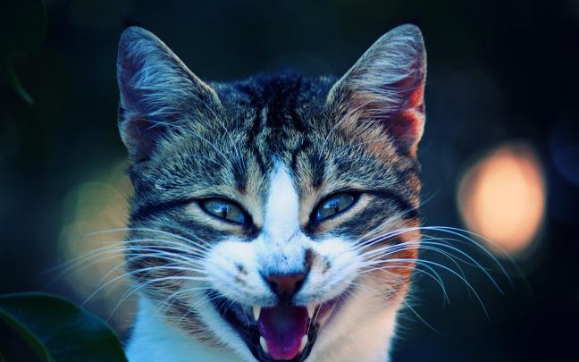 [40+] Cool Cat HD Wallpaper 