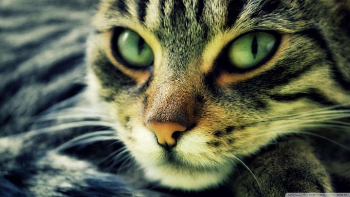[47+] Cat HD Wallpapers 1080p 