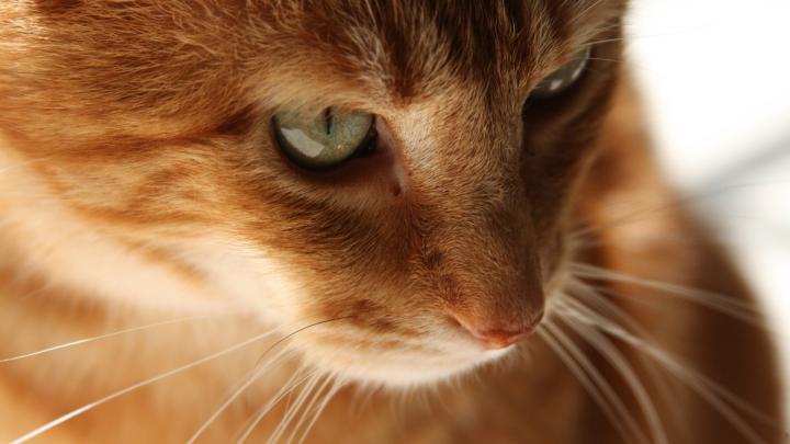 Stunning Cute Cat Hd Wallpapers te Orange cat Wallpaper 1920x1080