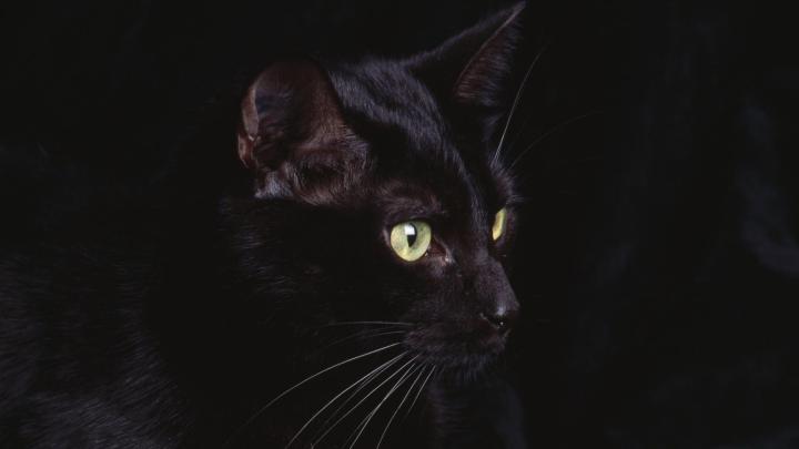 Wallpapers Black Cat (69+ background pictures)