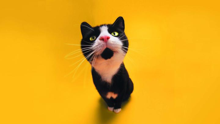 Cat HD Wallpapers 1080p -