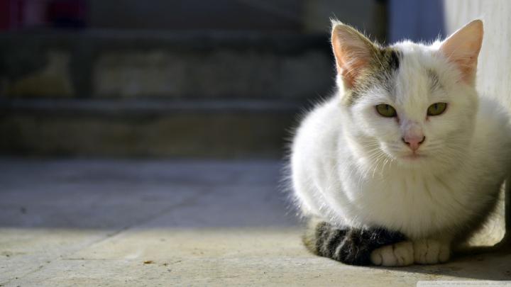 High Definition Cat Wallpaper (62+ images)