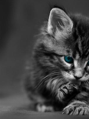 Free download Cute Black Cat HD Desktop Wallpaper HD Desktop Wallpaper 