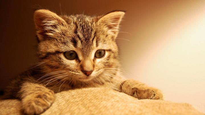 [40+] HD Cat Wallpapers 1920x1080 