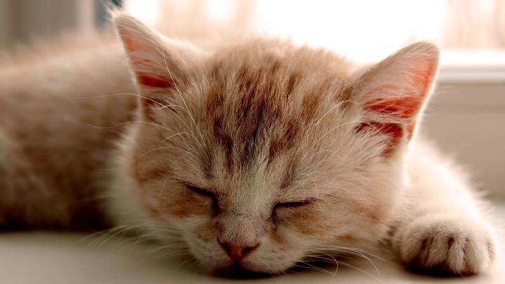 Cat HD Wallpapers 1080p (64+ images)