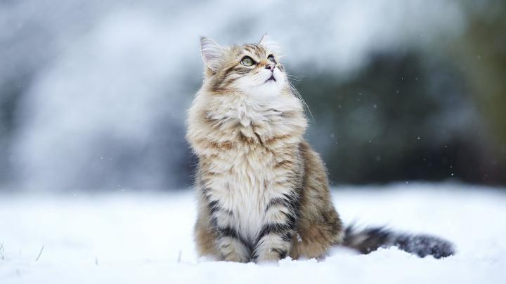 HD Cat Wallpapers 1920x1080 (69+ images)