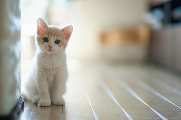 Cat HD Wallpapers - Top Free Cat HD Backgrounds - WallpaperAccess