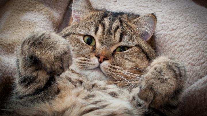 [47+] Cat HD Wallpapers 1080p 