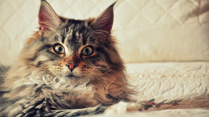 HD Cat Wallpapers 1920x1080 (69+ images)