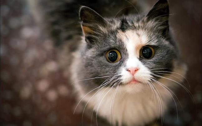 Cat HD Wallpapers 1080p -