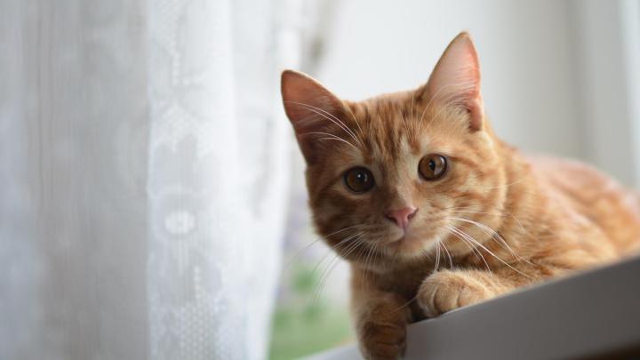 Cat HD Wallpapers 1080p (64+ images)
