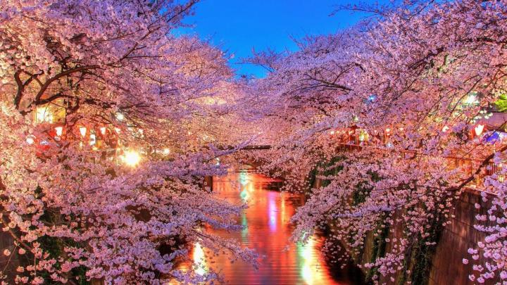 Cherry Blossom Desktop Backgrounds