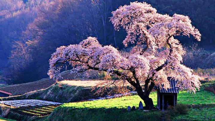 Cherry Blossom Wallpapers