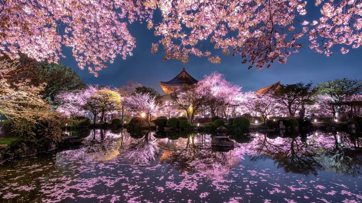 Wallpaper Japan Cherry Blossoms (71+ images)
