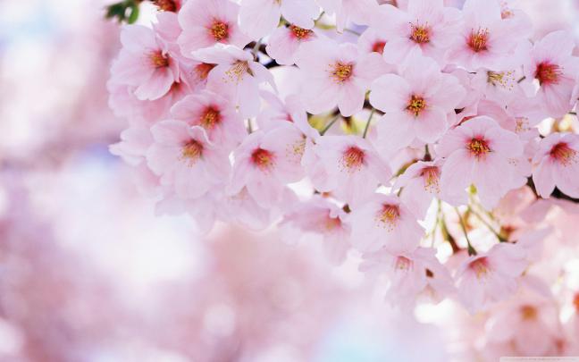 Cherry Blossom Backgrounds