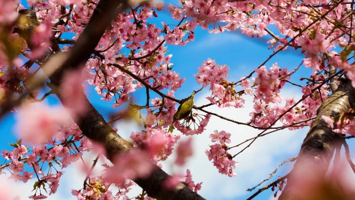 Cherry Blossom Desktop Wallpapers - Top Free Cherry Blossom Desktop 