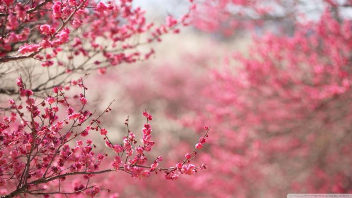 10 Most Popular Cherry Blossom Wallpaper Desktop 1920X1080 FULL HD 1920 