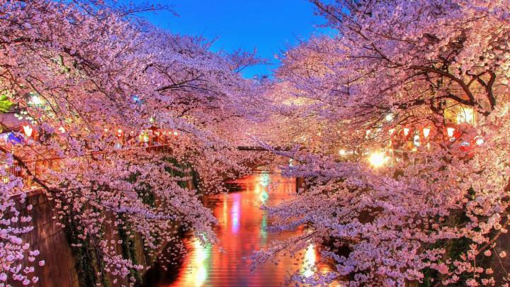 1920x1080 Cherry Blossom Trees Laptop Full HD 1080P HD 4k Wallpapers 